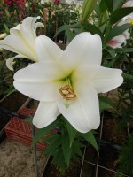 [4552 VH28 No02.JPG]